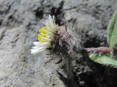Erigeron uniflorus