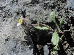 Erigeron uniflorus