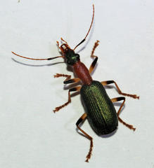 Dendrocellus australis