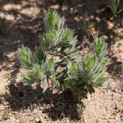 Xiphotheca lanceolata