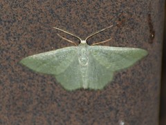 Xerochlora mesotheides