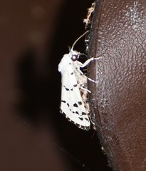 Grotella binda
