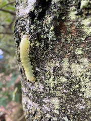 Cimbex femoratus