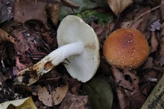 Pholiota lubrica