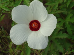 Hibiscus biseptus