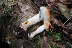Pholiota lubrica