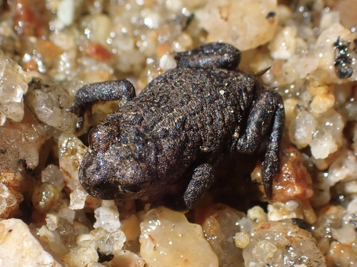 iNaturalist observation photo of Yosemite Toad