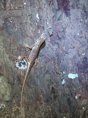 Anolis vittigerus