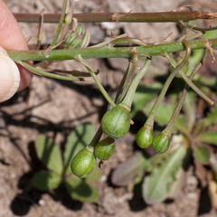 Trachyandra chlamydophylla