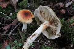 Pholiota lubrica