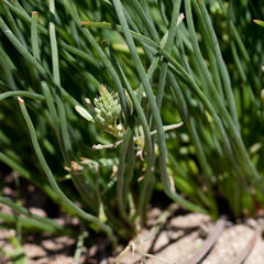 Trachyandra chlamydophylla