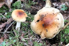 Pholiota lubrica