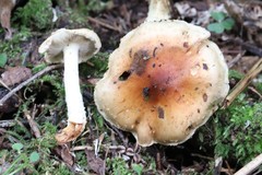 Pholiota lubrica