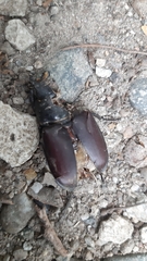 Lucanus