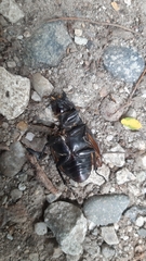 Lucanus