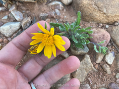 Asteraceae