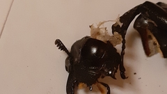 Lucanus