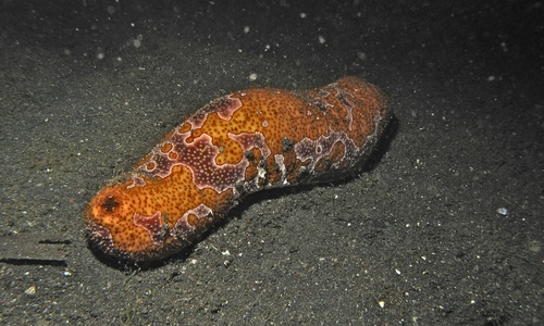 Bohadschia ocellata