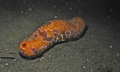 Bohadschia ocellata