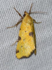 Azenia perflava