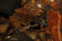 Limnonectes conspicillatus