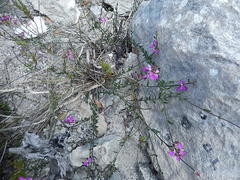 Polygala pubiflora
