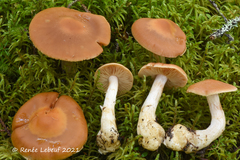 Cortinarius armeniacus