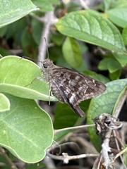 Thorybes dorantes galapagensis