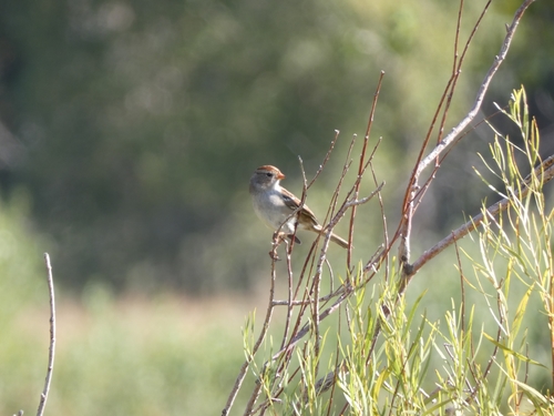 White-crowned Sparrow photographed in Colorado
