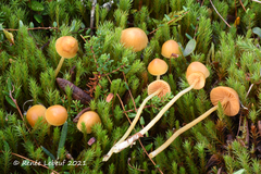 Galerina pumila