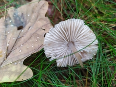 Mycena zephirus