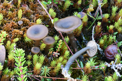 Arrhenia telmatiaea