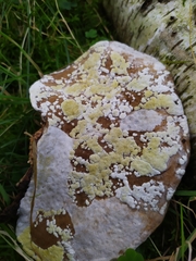 Trichoderma pulvinatum