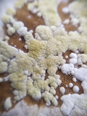 Trichoderma pulvinatum