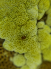 Trichoderma pulvinatum