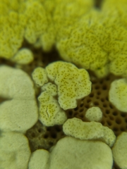 Trichoderma pulvinatum