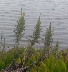 Ambrosia psilostachya