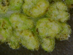 Ambrosia psilostachya