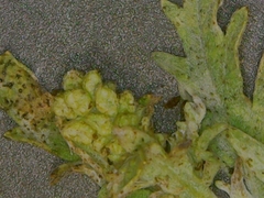 Ambrosia psilostachya