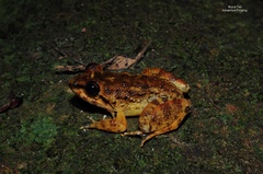 Limnonectes conspicillatus