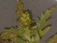 Ambrosia psilostachya