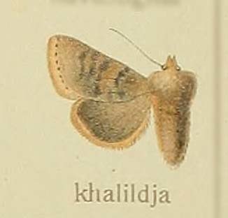 Metopoceras khalildja