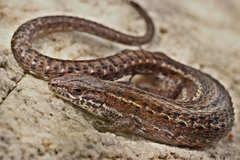 Green-Striped Mountain Lizard photo 3