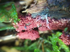 Lycogala conicum