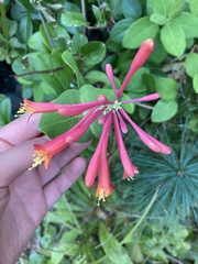 Lonicera sempervirens sempervirens