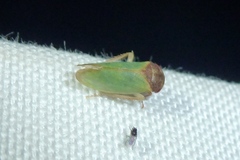 Iassus lanio