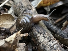 Helminthoglypta contracostae