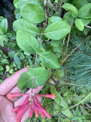 Lonicera sempervirens sempervirens