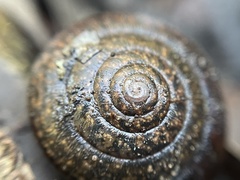 Helminthoglypta contracostae