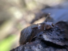 Helminthoglypta contracostae